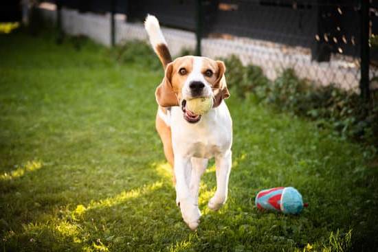 Dog-friendly train travel in the UK allows dogs to accompany owners on their journey