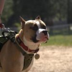 Are Police Dogs Trained to Smell Drugs Highly-trained police dogs use their keen sense of smell to detect various types of drugs