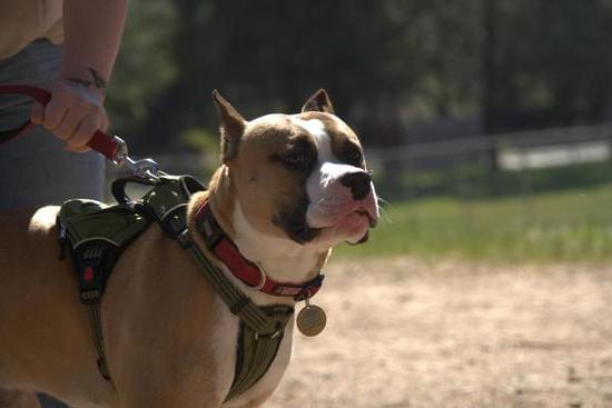 Highly-trained police dogs use their keen sense of smell to detect various types of drugs