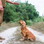Expert dog training tips: How to train your dog like a champion using positive reinforcement