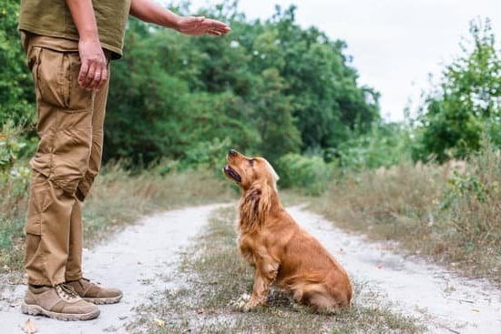 How to Train Your Dog Like a Champion 1 Expert dog training tips: How to train your dog like a champion using positive reinforcement
