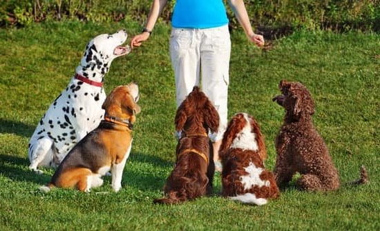 How to Train Herding Dog 1 How to train herding dog: expert tips for teaching effective herding commands