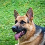 Can a Dog Be Trained After Showing Signs of Aggression Training An Aggressive Dog: Patient Approach and Positive Reinforcement Techniques