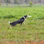 Can Dogs Be Trained to Get Along With Cats Can dogs be trained to peacefully coexist with cats Tips for harmony between pets