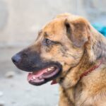 Expert guide: How to train dog to jump high efficiently and safely. Learn proven methods