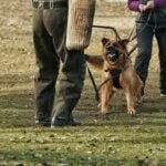 Is Beginner Dog Training Worth the Money Is beginner dog training worth the money Find out the benefits of investing in effective training programs