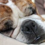 Gravy Train dog food: Is Gravy Train safe for your dogs