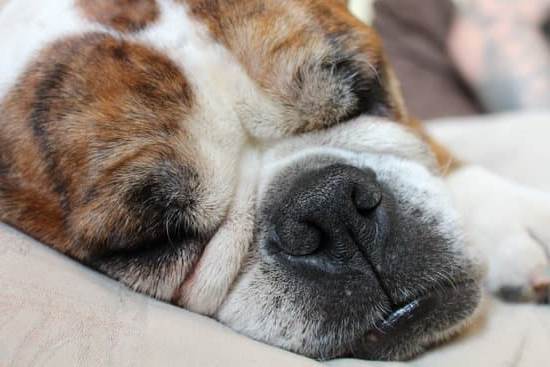 Is Gravy Train Ok for Your Dogs 1 Gravy Train dog food: Is Gravy Train safe for your dogs