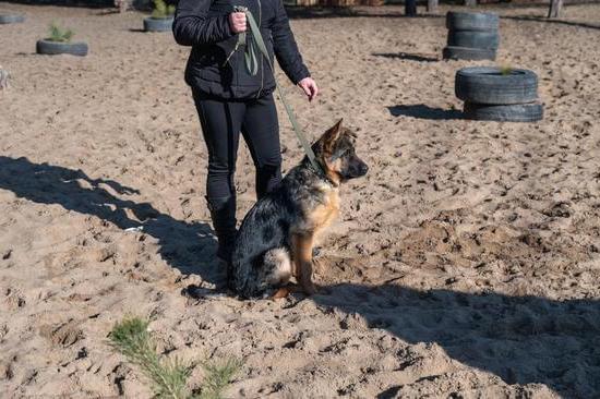 What Is the Best Length for a Dog Training Lead 1 Choosing the Best Length for a Dog Training Lead: Finding the Right Fit for Your Pup