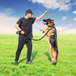 How to Train Your Dog to Use a Pet Door Step-by-step guide on how to train your dog to use a pet door effectively