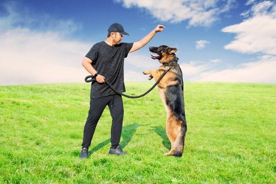 Step-by-step guide on how to train your dog to use a pet door effectively