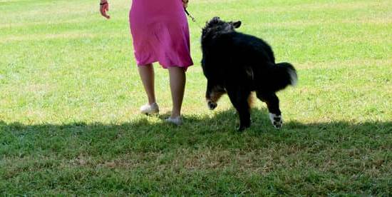 How to Train a Dog to Ignore Distractions 1 Step-by-step guide on how to train a dog to ignore distractions during obedience training