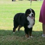 How Do I Train My Dog to Leave Chickens Alone Training Dog to Leave Chickens Alone: Consistent training, positive reinforcement, and supervision