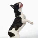 Ultimate Guide: How to Train Dog with Shock Collar Book