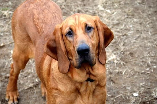 Learn how to train your dog to go hiking with positive reinforcement and consistent practice