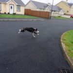 Step-by-Step Guide: How to Train My Dog to Use Buttons