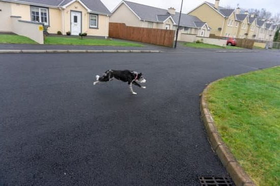 Step-by-Step Guide: How to Train My Dog to Use Buttons