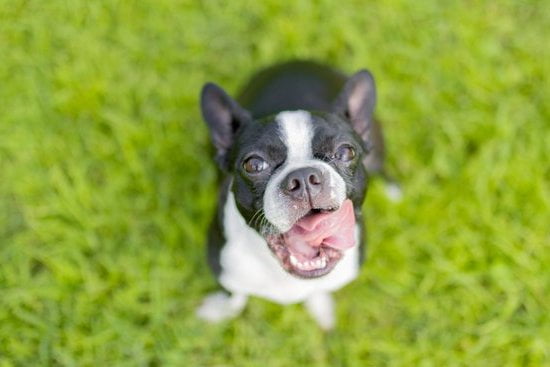 A photo of a person pushing a dog's head away with the text 'How to train dog not to lick face'