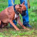 How to Traina Dog Who Lacks Motivation Step-by-step guide on how to train a dog who lacks motivation: positive reinforcement and patience