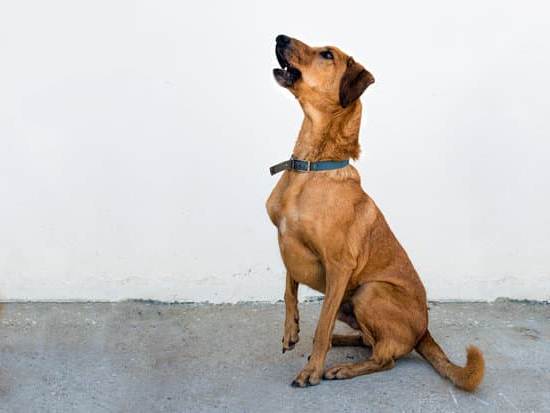 Step-by-Step Guide on How to Train Rabbit Dogs for Hunting