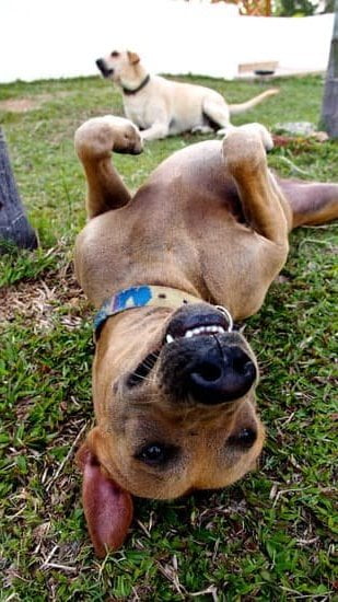 How to Scent Train a Service Dog: Steps for Training a Dog to Recognize Specific Scents