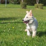 How to Train Your Dog to Stop Eating Poop How to Train Your Dog to Stop Eating Poop: Positive Reinforcement and Distraction Techniques