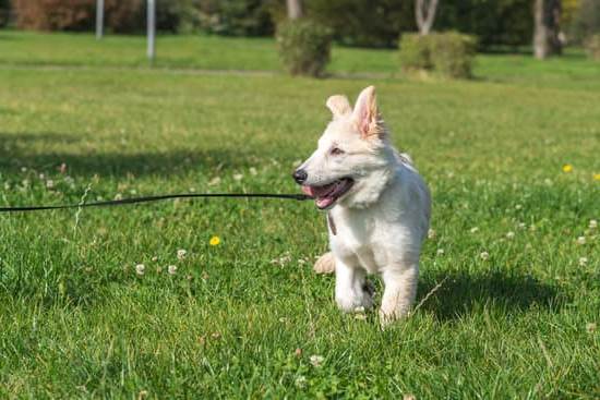 How to Train Your Dog to Stop Eating Poop 1 How to Train Your Dog to Stop Eating Poop: Positive Reinforcement and Distraction Techniques