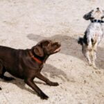 De Waal Park Dog Training De Waal Park Dog Training: Professional obedience classes for all breeds and sizes in a peaceful park setting