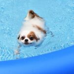 What age should my dog be toilet trained Tips for effective potty training for your furry friend at every stage