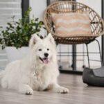 Training dogs to detect COVID-19 using scent and positive reinforcement techniques