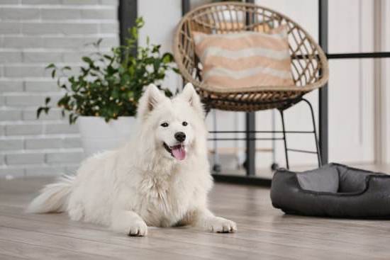 Training dogs to detect COVID-19 using scent and positive reinforcement techniques