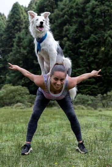 Can you have dogs on trains Check the pet policy before bringing your furry friend onboard