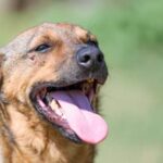 How to Train a Dog Who Is Food Aggressive Step-by-step guide on how to train a food-aggressive dog in a positive and effective manner