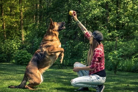 How to Train Your Dog to Free Feed 1 How to Train Your Dog to Free Feed: Positive Reinforcement Methods for Unlimited, Controlled Eating