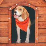 How to Train Dog to Fight Step-by-step guide on how to train dog to fight for protection and security