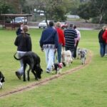 How to Unlock Peston Dog Training Collar: Step-by-Step Guide