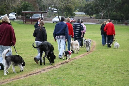 How to Unlock Peston Dog Training Collar 1 How to Unlock Peston Dog Training Collar: Step-by-Step Guide