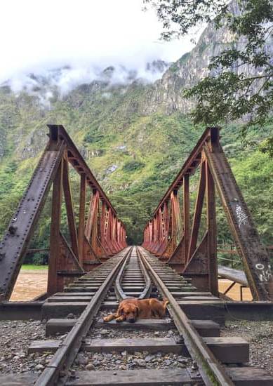 Altar dog receiving proper training with obedience and discipline