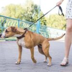 How to Train Dogs Not to Attack Snakes Training dogs not to attack snakes: use positive reinforcement, desensitization, and strong obedience commands
