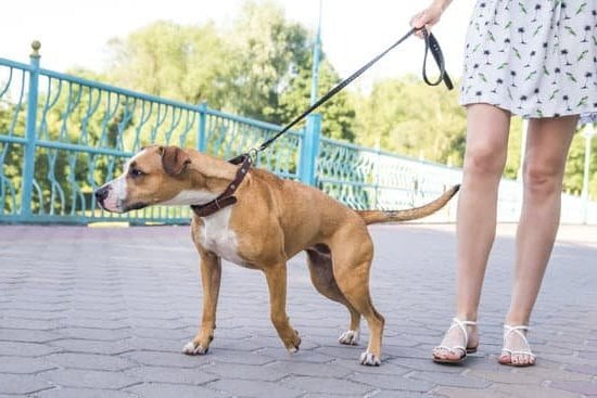 Training dogs not to attack snakes: use positive reinforcement, desensitization, and strong obedience commands