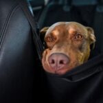 How Do You Train a Dog From Jumping on People Training a dog to stop jumping on people: Positive reinforcement techniques for disciplined behavior