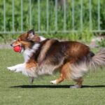 How to Train a Dog to Avoid Snakes Dog training: Teach avoidance of snakes with positive reinforcement and firm command