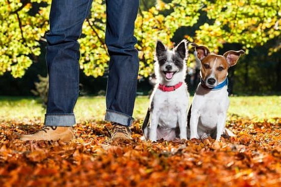 How to Choose a Dog Training Collar 1 How to Choose a Dog Training Collar: A Complete Guide for Pet Owners