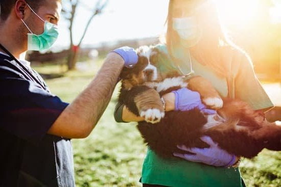 How to Train a Pitbull Not to Attack Other Dogs 1 Guide: Training a Pitbull to prevent dog aggression. Tips for a peaceful coexistence with other dogs