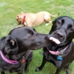 - What a Good Dog Training Frisco offers expert obedience training for dogs of all ages