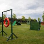 Can you crate train an older dog Tips for successful crate training older dogs