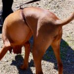 Are Training Collars Safe for Dogs Ensuring Safety: Are Training Collars Safe for Dogs