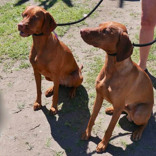 How to Train Your Dog to Stop Licking You 1 Effective Dog Training: Stop Licking You. Key Steps to Train Your Dog