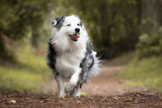 How to train your dog to walk properly: Positive reinforcement, leash training, consistency