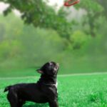How Long Does Potty Training a Dog Take How long does potty training a dog take Tips for successful training process